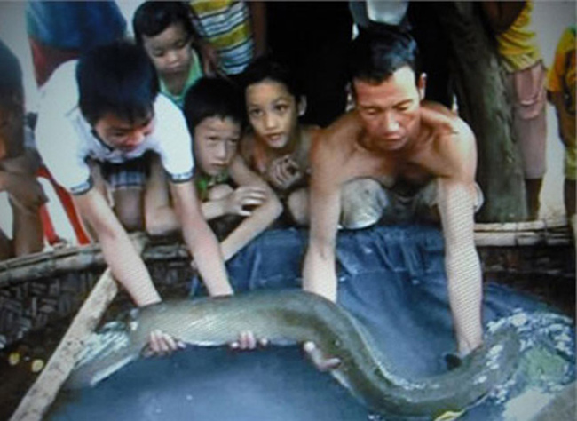 Cá chạch “đại khủng” dài 1,6 m, nặng 10 kg ở Hà Tĩnh.